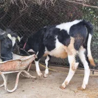 گوساله نر|حیوانات مزرعه|اندیکا, |دیوار