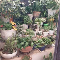 گل های طبیعی|گل و گیاه طبیعی|محمدیه-قزوین, |دیوار