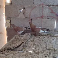 کلی ای جفت نر ماده جفت|پرنده|چمران, |دیوار