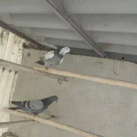 کبوتر پرشی