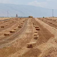 کاه گندم (یونجه)