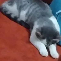 گربه|گربه|شیراز, فاضل|دیوار