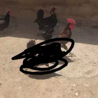 مرغ سیاه خروس سیاه