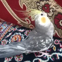 عروس هلندی|پرنده|قم, نوبهار|دیوار