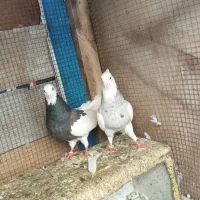 کبوتر طوقی|پرنده|کنارک, |دیوار