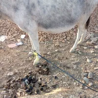 الاغ ماده|حیوانات مزرعه|بانش, |دیوار