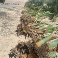 فروش انواع پاجوش نخل های درجه یک و اصلاح شده