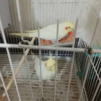 دو تا عروس هلندی سفید