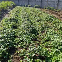 نشا توت فرنگی زمینی