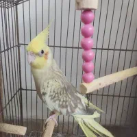 فروش یک جفت عروس هلندی