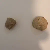 دوعدد فسیل بسیار قدیمی وزیبا|کلکسیون اشیاء عتیقه|همدان, |دیوار