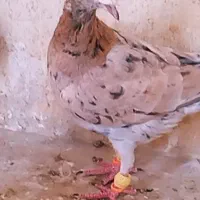 سرخ هفرنگ نر