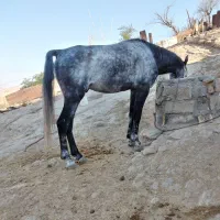 نریون    اسب