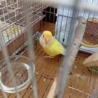 طوطی صورت هلویی نر ۱۱ ماهه سالم و سرحال