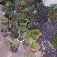 گل های زیبا ورنگارنگ