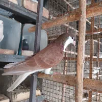 دوستان یه تعداد حیون زیبا نر ماده