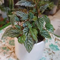 گلهای آپارتمانی گلخونه سوگلی|گل و گیاه طبیعی|بجنورد, |دیوار