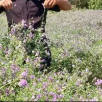 بذر قره یونجه آذربایجان با تناژ 9تن در هکتار|خدمات باغبانی و درختکاری|شیراز, پارک آزادی|دیوار