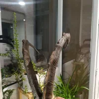 شاخ پازن|حیوانات مزرعه|تهران, مختاری|دیوار