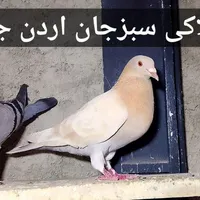 کبوتر تهرانی«طوقی» پلاکی رنگی پشتار|پرنده|هشتگرد, |دیوار