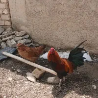 ۴ مرغ و۱ خروس گلین لری اصل