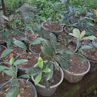 فتونیا گلدان ۴ و ۱۰ قیمت مناسب|گل و گیاه طبیعی|چابکسر, |دیوار