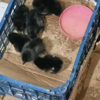 جوجه آمروک