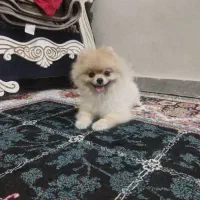 سگ پامر|سگ|باغستان, |دیوار