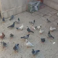 ۳۶عدد کبوتر فروشی