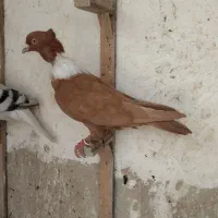 سه عدد کلاغ خطی یانواری ودمسفید کاکلی ماده