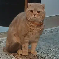 گربه اسکاتیش با شناسنامه