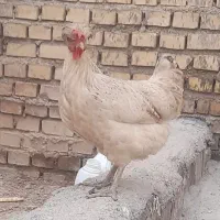 مرغ گلالی سفید