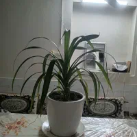 گل پاندانوس با گلدان سرامیک