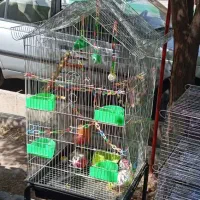 قفس بزرگ وعالی