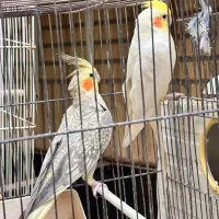 عروس هلندی|پرنده|قم, انصار‌الحسین|دیوار