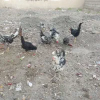 مرغ وخروس|حیوانات مزرعه|رامهرمز, |دیوار