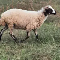 گوسفند هم فروش  باهم.