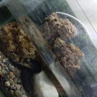 آکواریوم با وسایلش|ماهی|شیراز, شهرک مطهری|دیوار