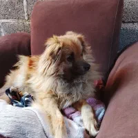 سگ پامرانین|سگ|رباطکریم, رباطکریم|دیوار