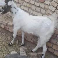 کولار آبستن|حیوانات مزرعه|فردوس (خراسان), |دیوار