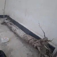 تنه درخت|گل و گیاه طبیعی|محمدشهر, محمدشهر|دیوار