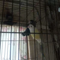 پرنده|پرنده|سهند, |دیوار