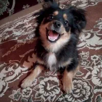 سگ پامرین اشبیز ماده