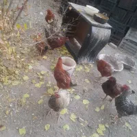 خروس لاری|حیوانات مزرعه|بومهن, |دیوار