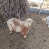 بره نر فروشی