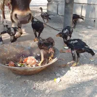 تعدای جوجه مرغ زات دار وتعدای کفتر پاکستانی|پرنده|میناب, |دیوار
