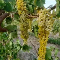 بهترین-موقعیت-برای-سرمایه-گذاری