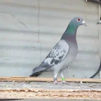 کبوتر ضمانتی|پرنده|سربیشه, |دیوار