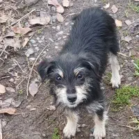 سگ‌پاکوتاه پشمالوی بازیگوش