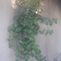 گل ناز یخی ۷۰هزار تومان|گل و گیاه طبیعی|شیروان (خراسان), |دیوار